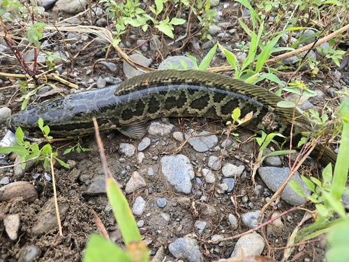 ライギョの釣果