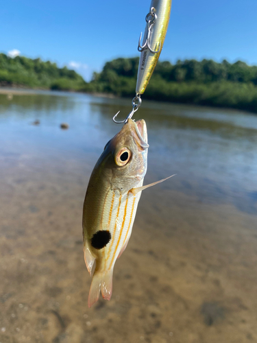 ヤマトビーの釣果