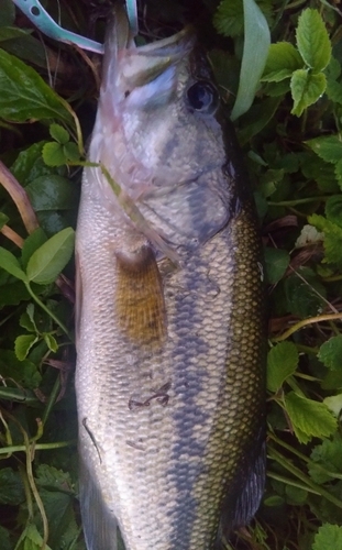 ブラックバスの釣果