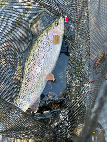 ニジマスの釣果