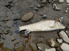 ニゴイの釣果