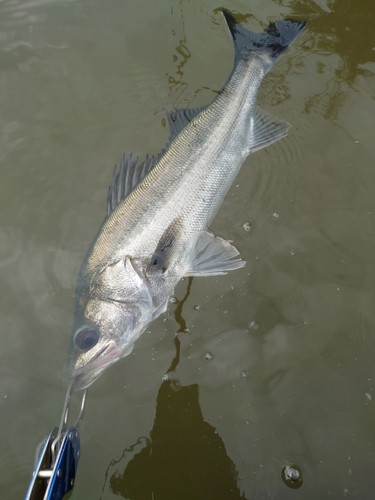 スズキの釣果