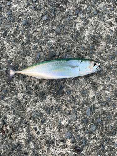 ソウダガツオの釣果