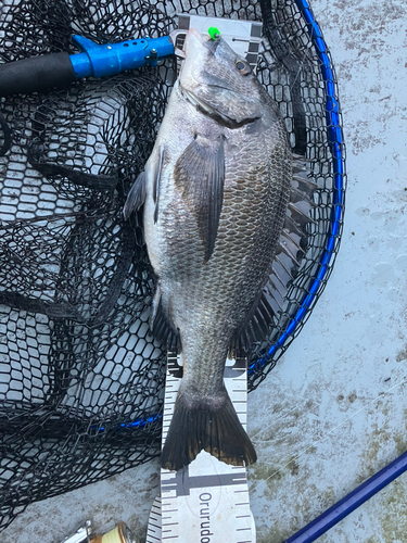 クロダイの釣果