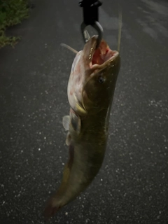 マナマズの釣果