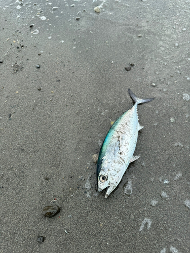 ショゴの釣果