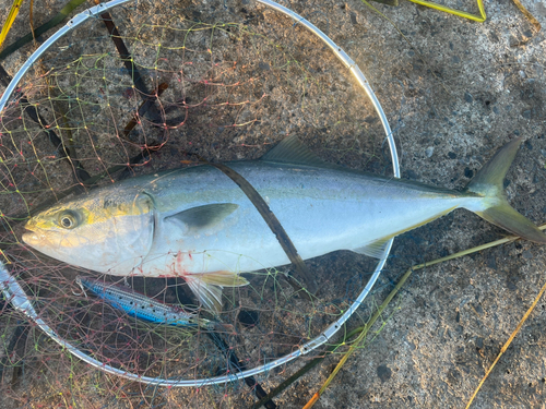 イナダの釣果