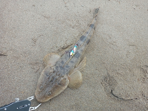 マゴチの釣果