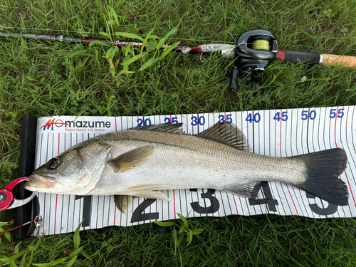 シーバスの釣果