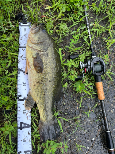 ブラックバスの釣果