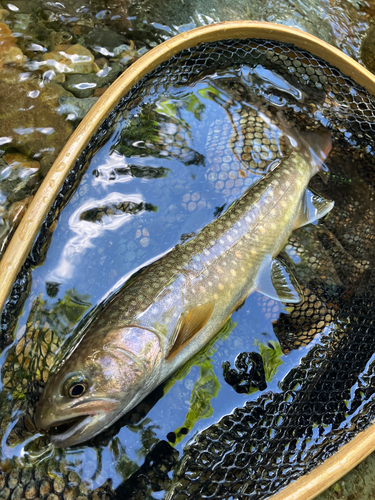 イワナの釣果