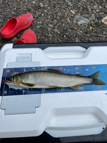 アユの釣果