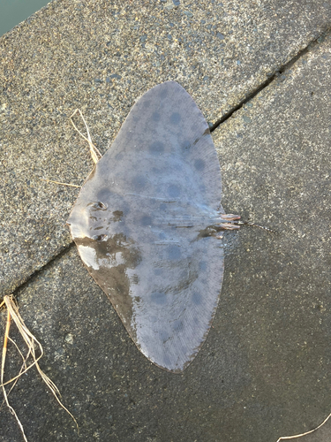 ツバクロエイの釣果