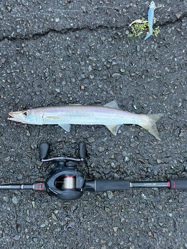 カマスの釣果