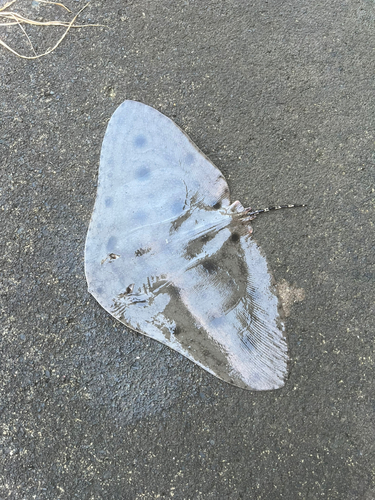 ツバクロエイの釣果