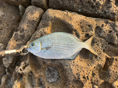 イスズミの釣果