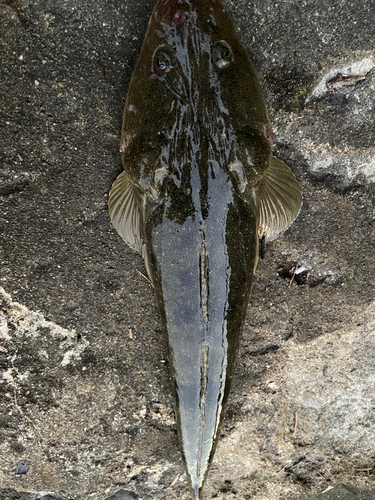 マゴチの釣果