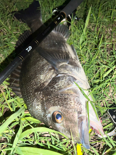 クロダイの釣果