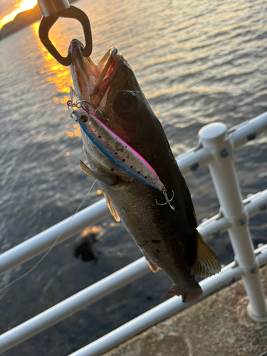 シーバスの釣果