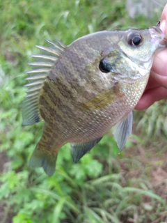 ブルーギルの釣果