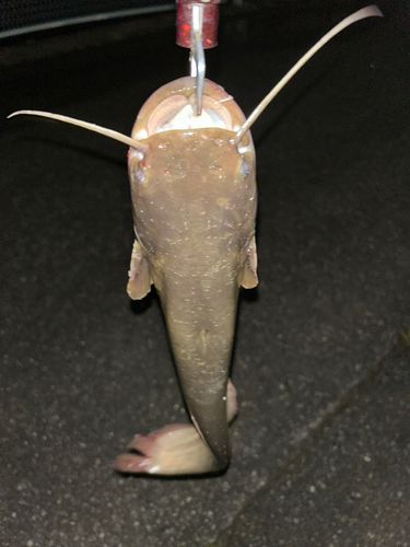 マナマズの釣果