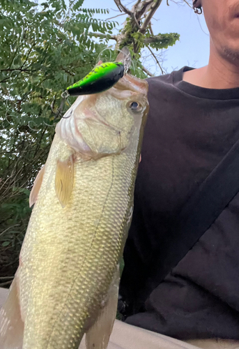 ブラックバスの釣果