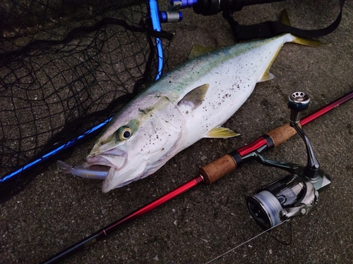 イナダの釣果