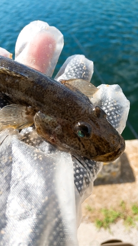 ハゼの釣果