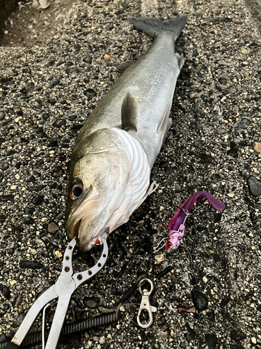 フッコ（マルスズキ）の釣果