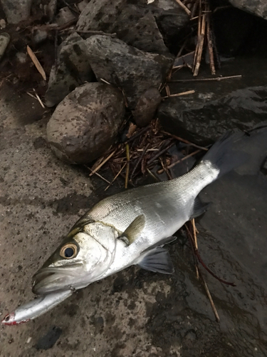 セイゴ（ヒラスズキ）の釣果