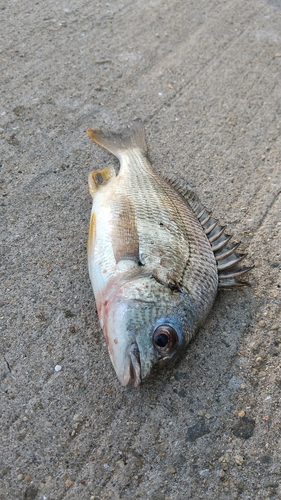 キビレの釣果