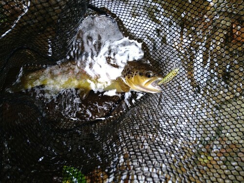 ブラウントラウトの釣果