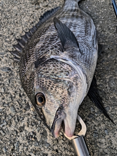 チヌの釣果