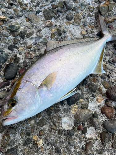 ネリゴの釣果