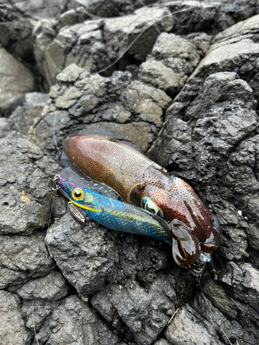 アオリイカの釣果