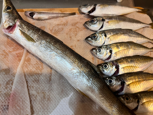 カマスの釣果