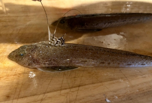 ネズミゴチの釣果