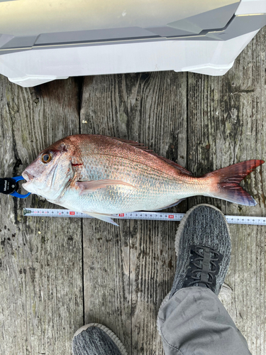 タイの釣果