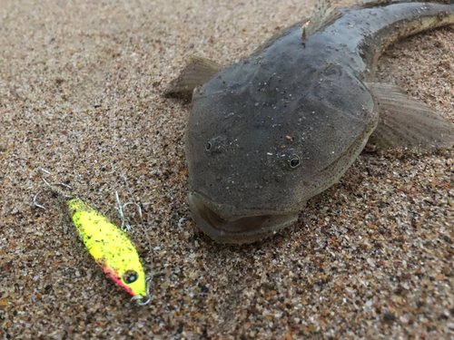 マゴチの釣果