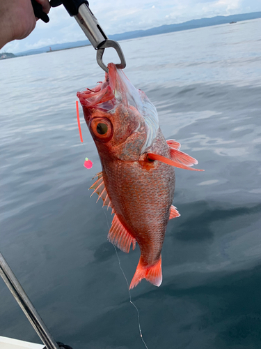 アカムツの釣果