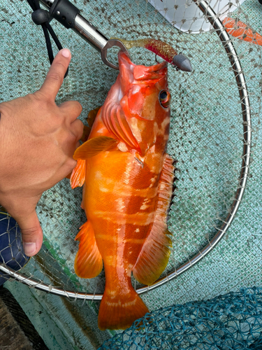 アカハタの釣果