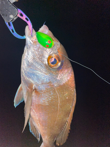 マダイの釣果