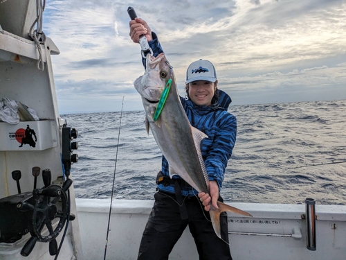 カンパチの釣果