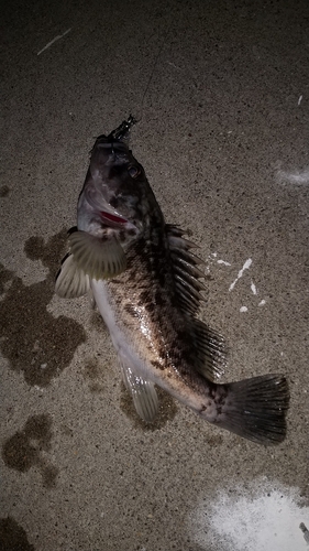 クロソイの釣果