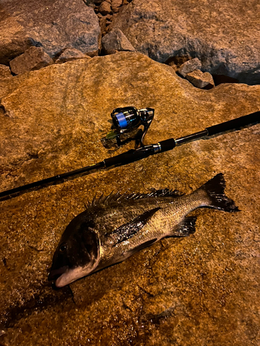 クロダイの釣果