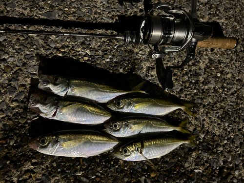 アジの釣果