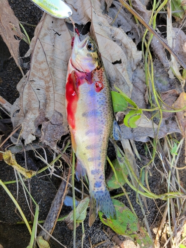 ニジマスの釣果