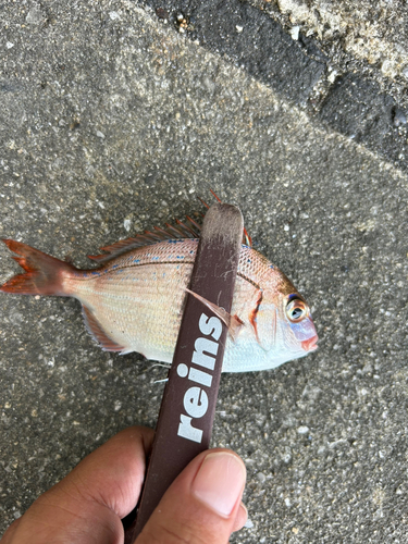 チダイの釣果