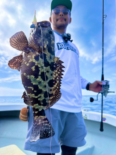 マダラハタの釣果