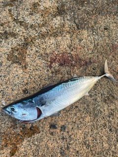 ソウダガツオの釣果